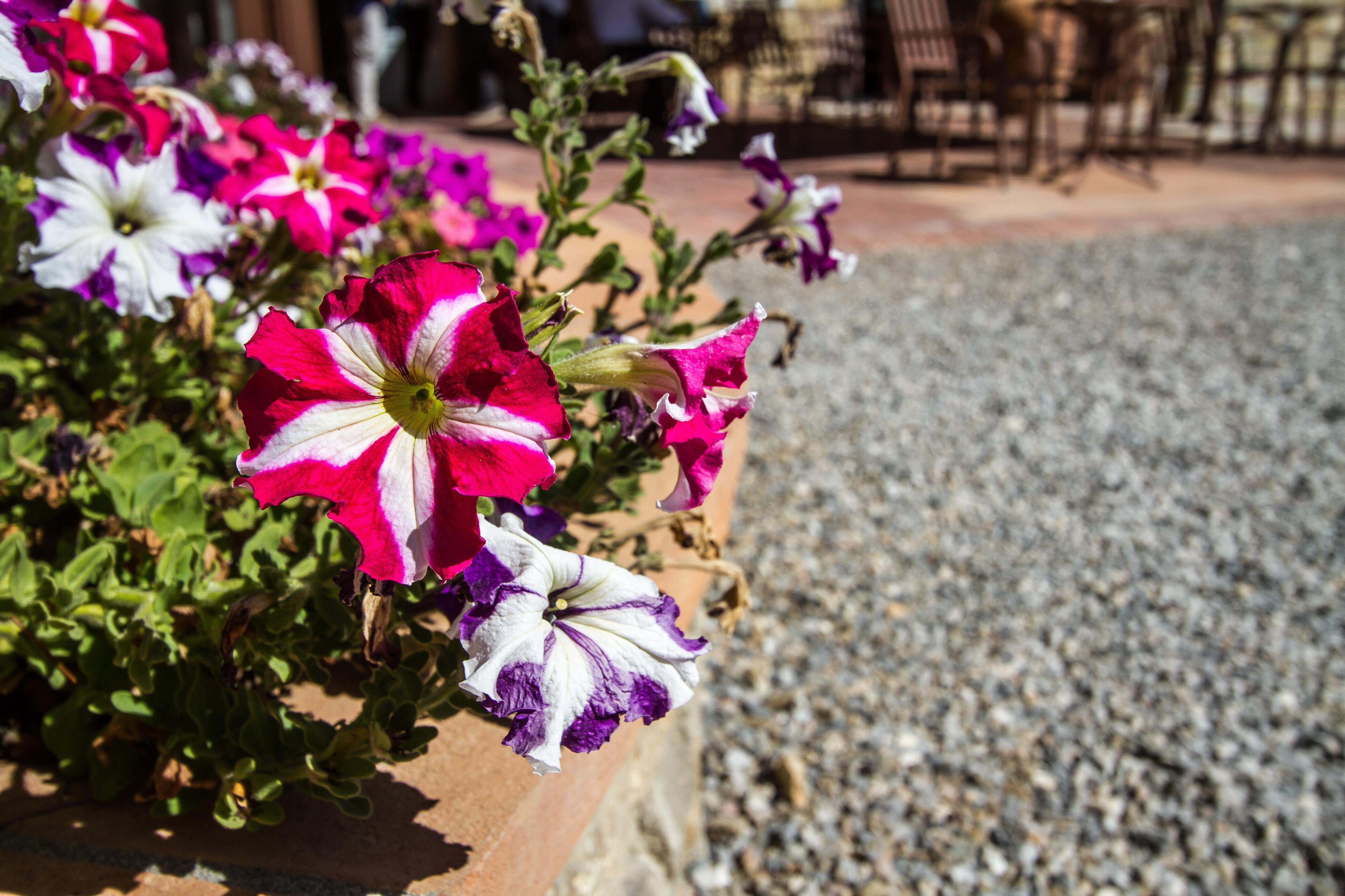 Relais Villa Olmo - Place Of Charme Impruneta Luaran gambar